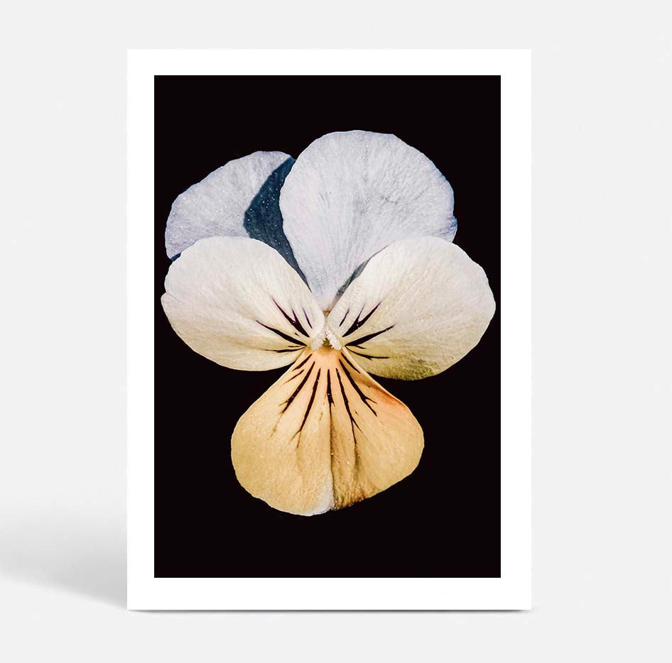 Pansy no.1