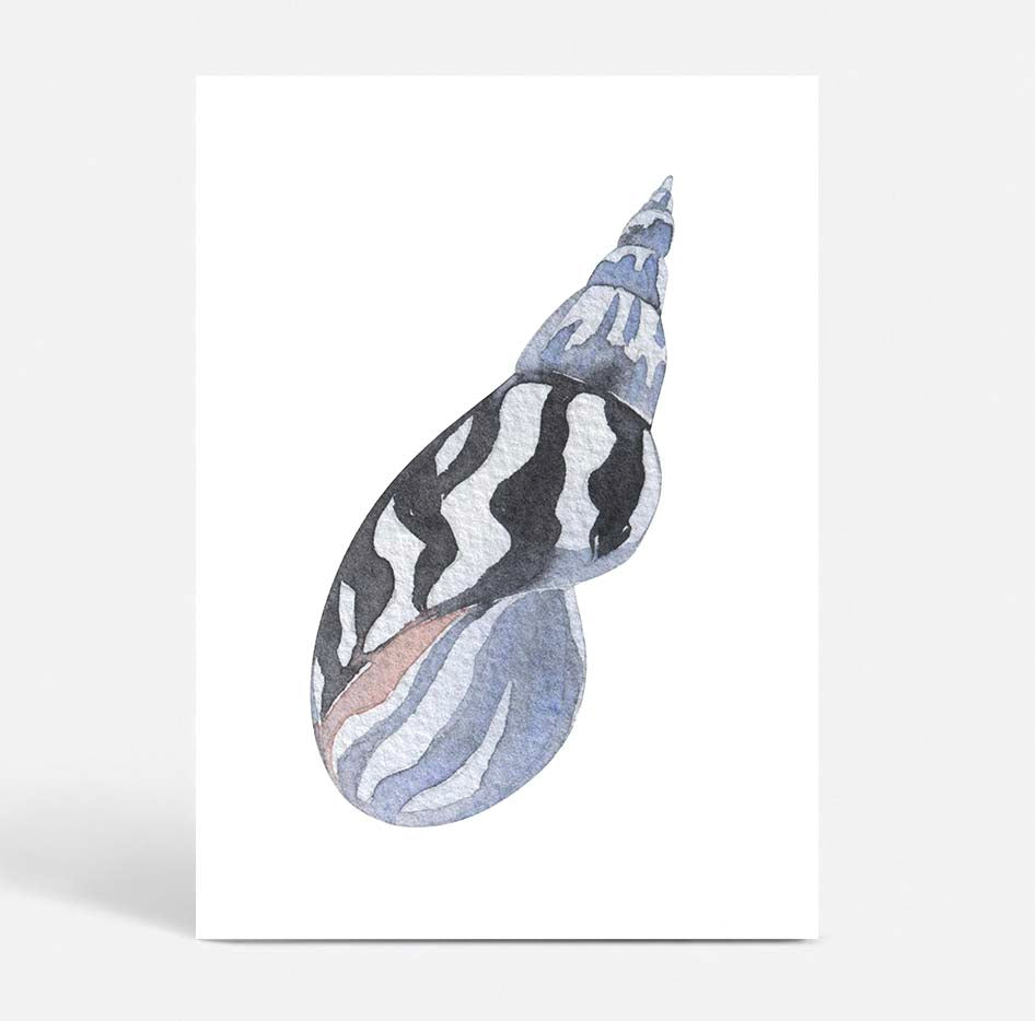 Shell no.3