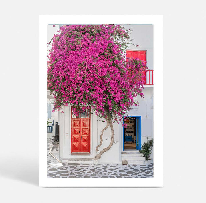 Wild Bougainvillea