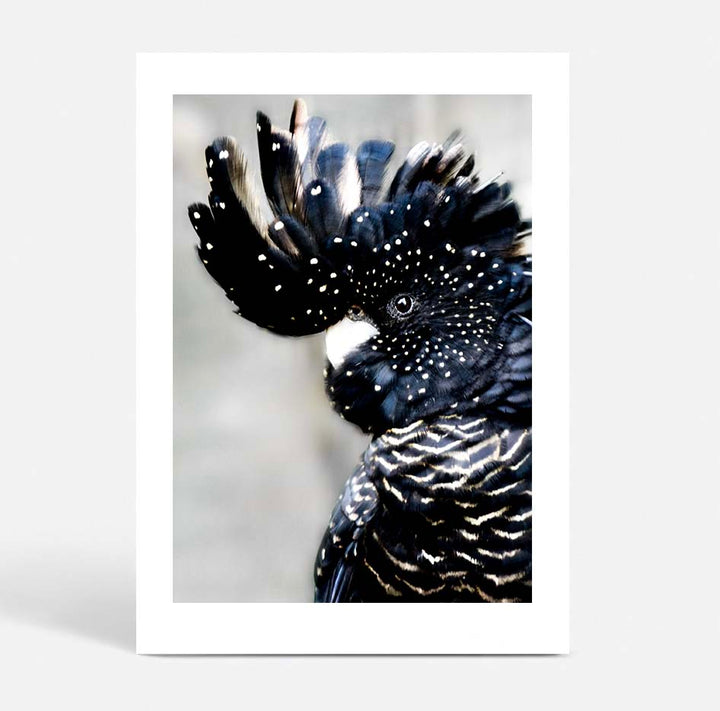Set of 2 - Black Cockatoo II + Billy Buttons