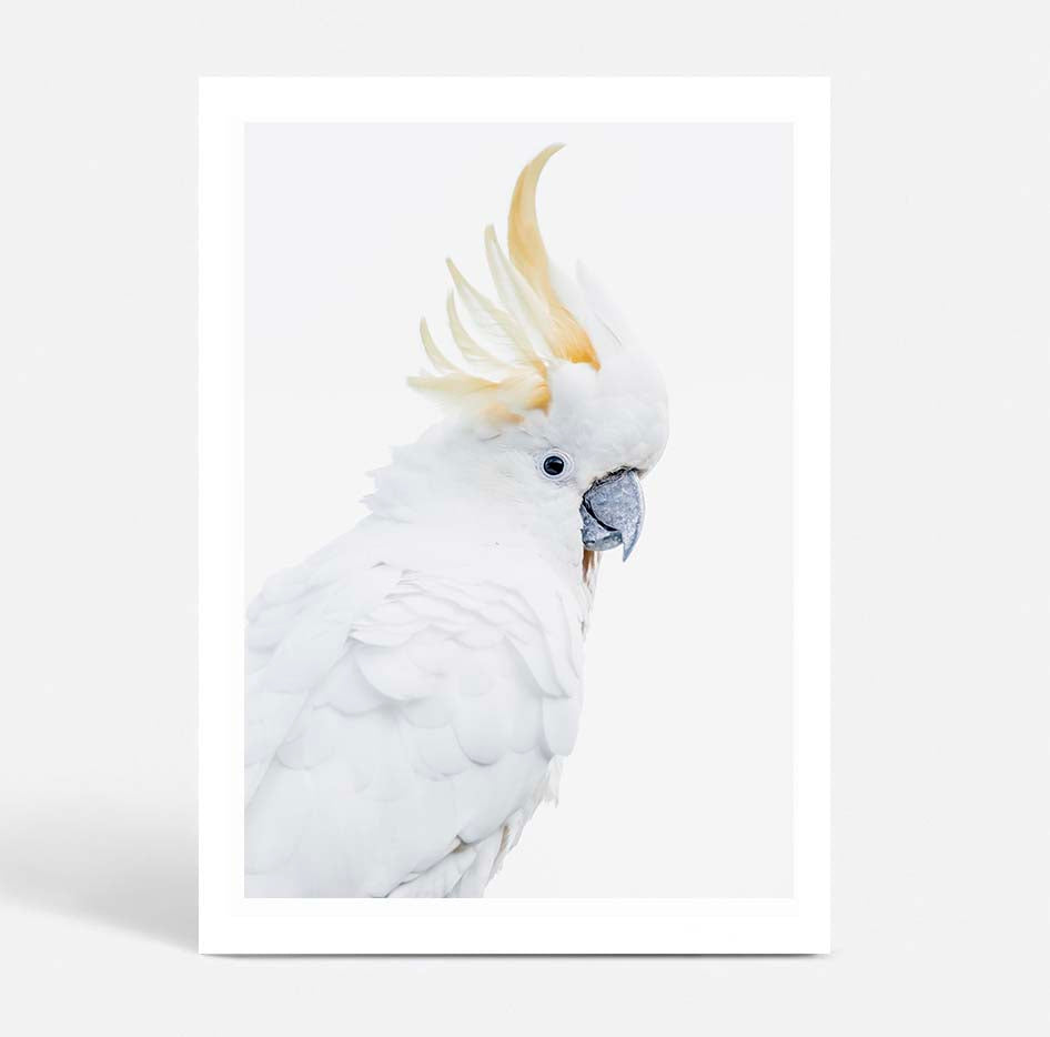White Cockatoo