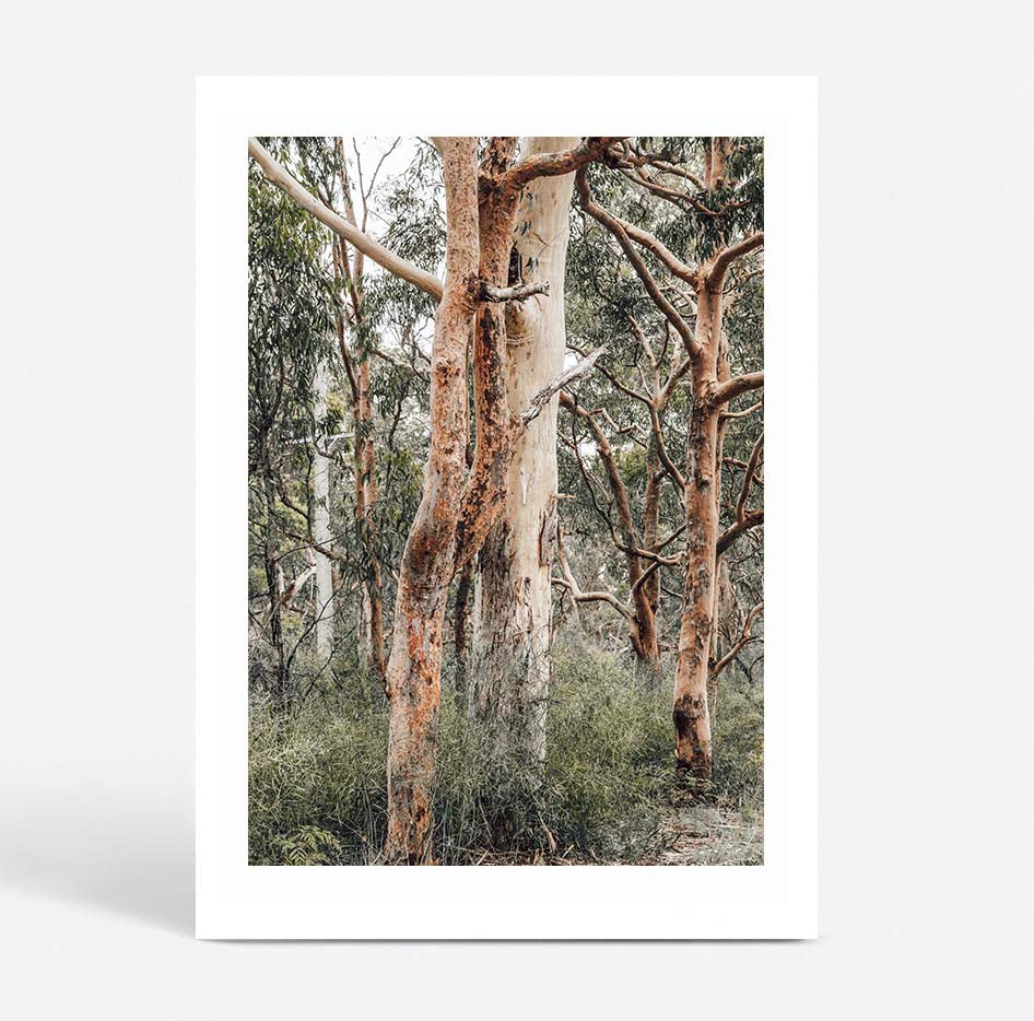 Red Gums - Port Stephens