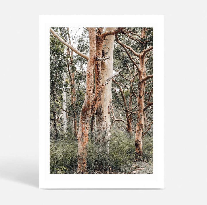 Red Gums - Port Stephens