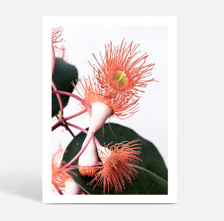 Native Botanical Trio