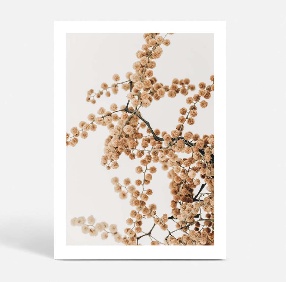 Wattle & White Cockatoo Trio