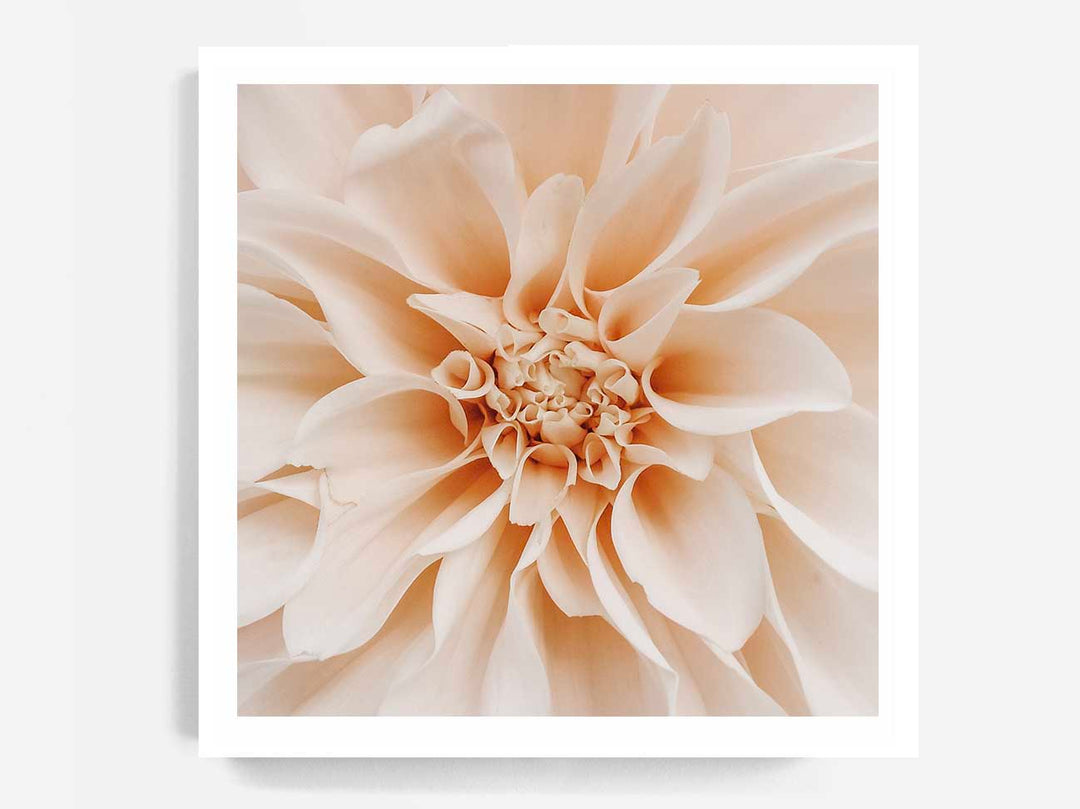 Peach Dahlia - SQUARE