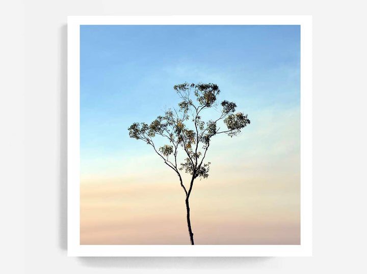 Gumtree on a Sunset Sky - SQUARE
