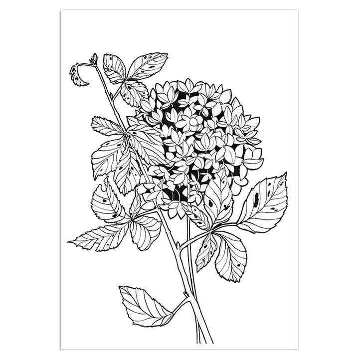 Hydrangea Sketch