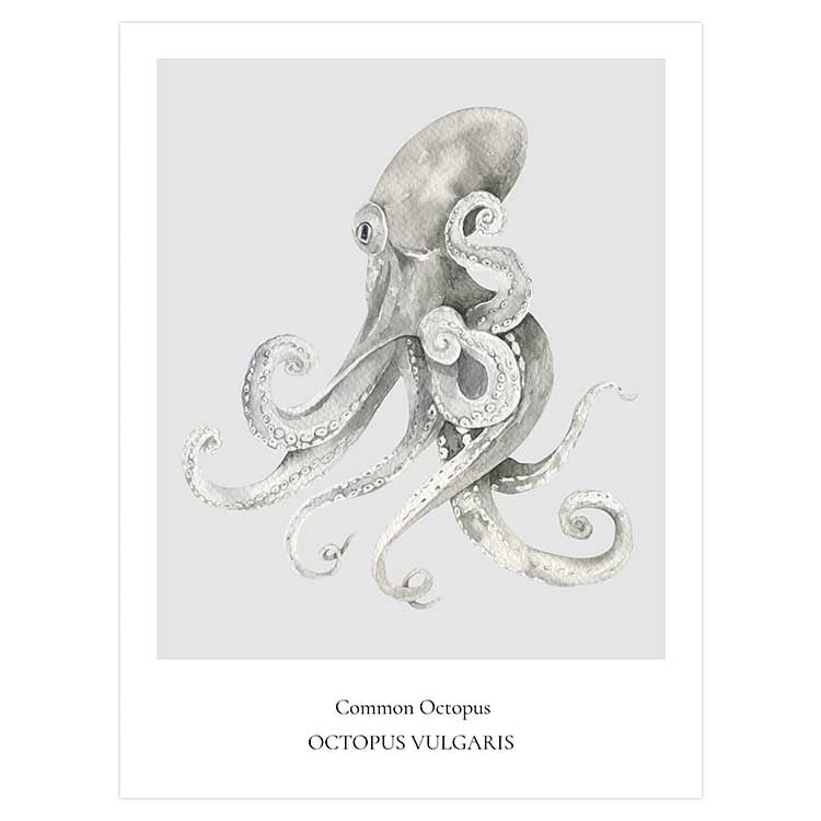 Common Octopus