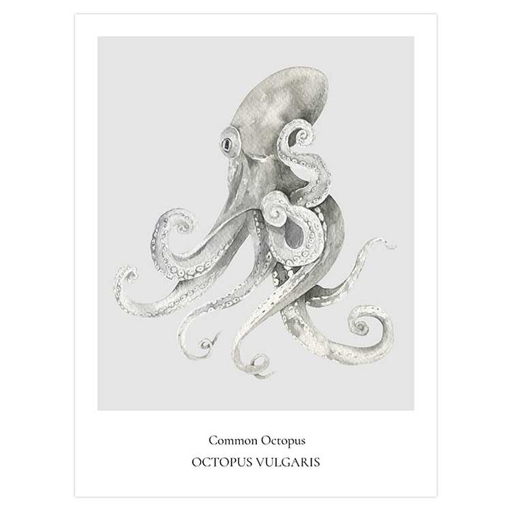 Common Octopus