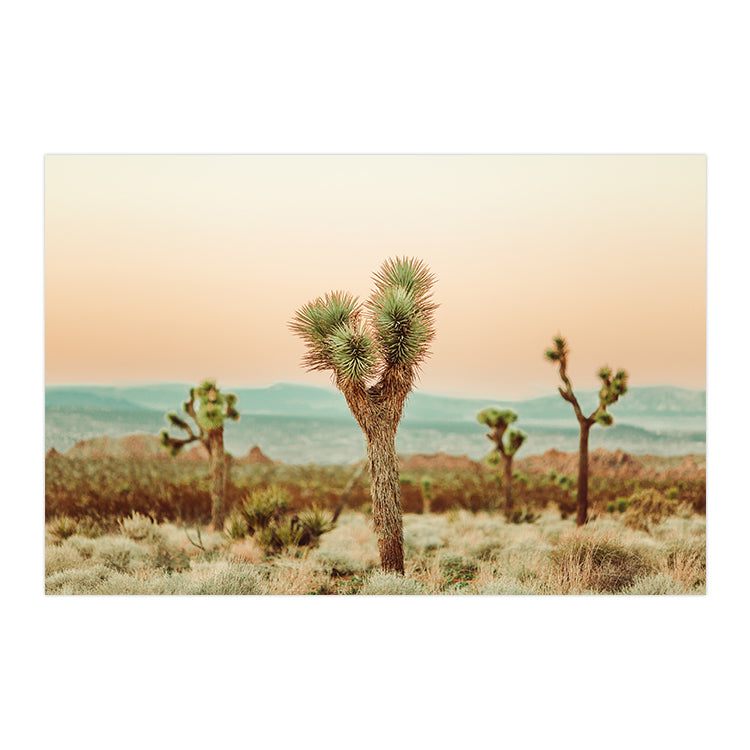 Joshua Tree no.2