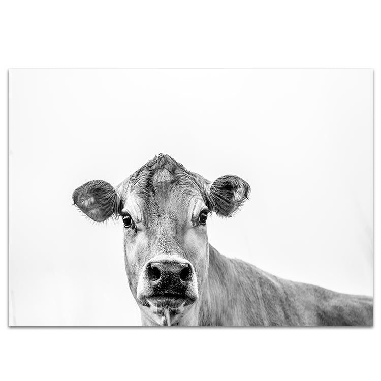 Jersey Cow B+W