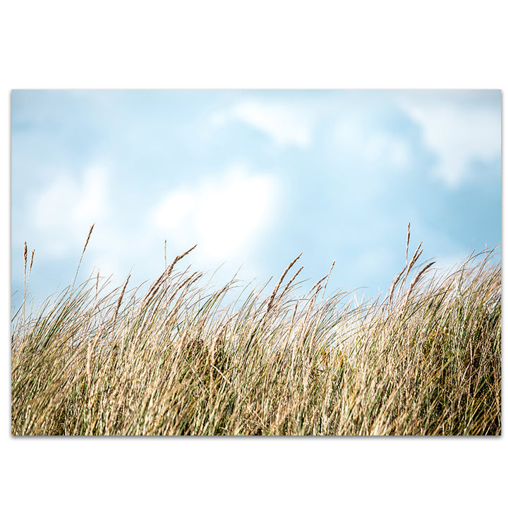 Beach Grass - Port Fairy