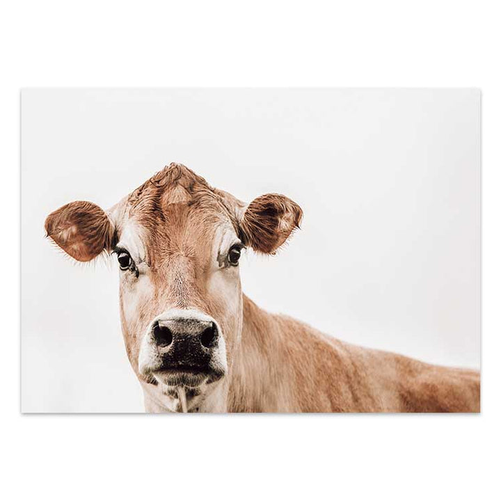 Jersey Cow