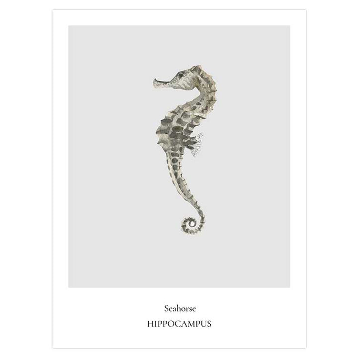Seahorse