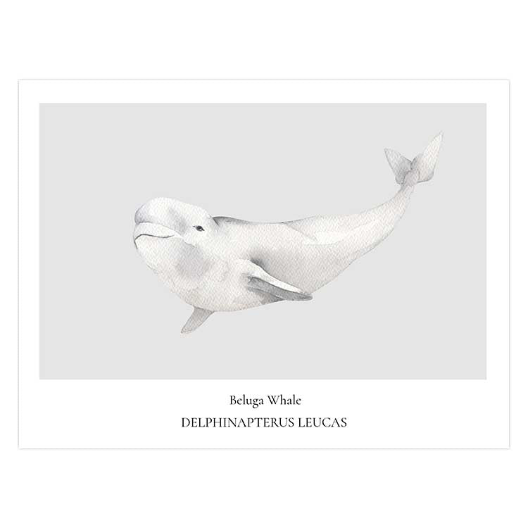 Beluga Whale
