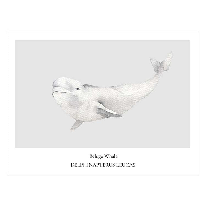 Beluga Whale
