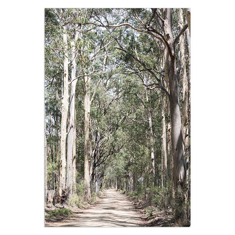 Gumtrees - The Hunter Valley