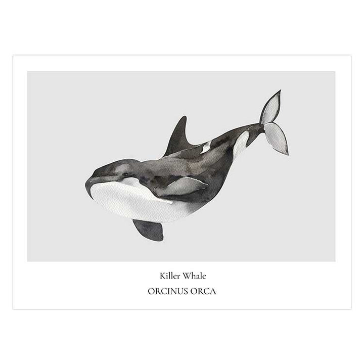 Killer Whale