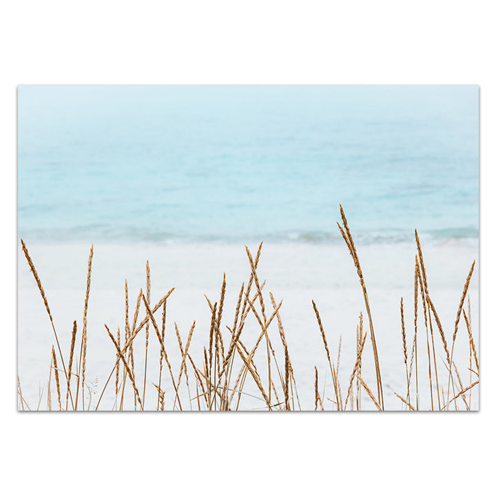 The Coast