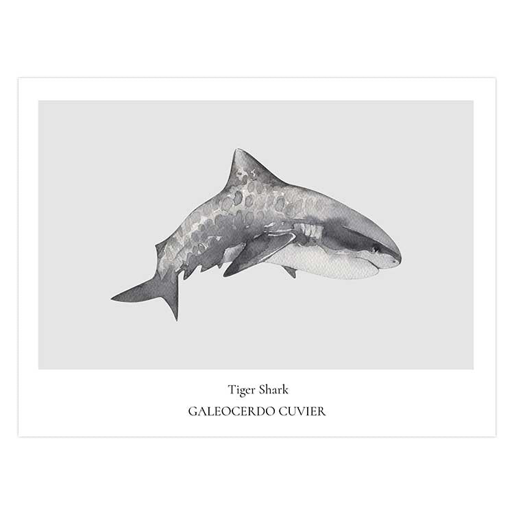 Tiger Shark