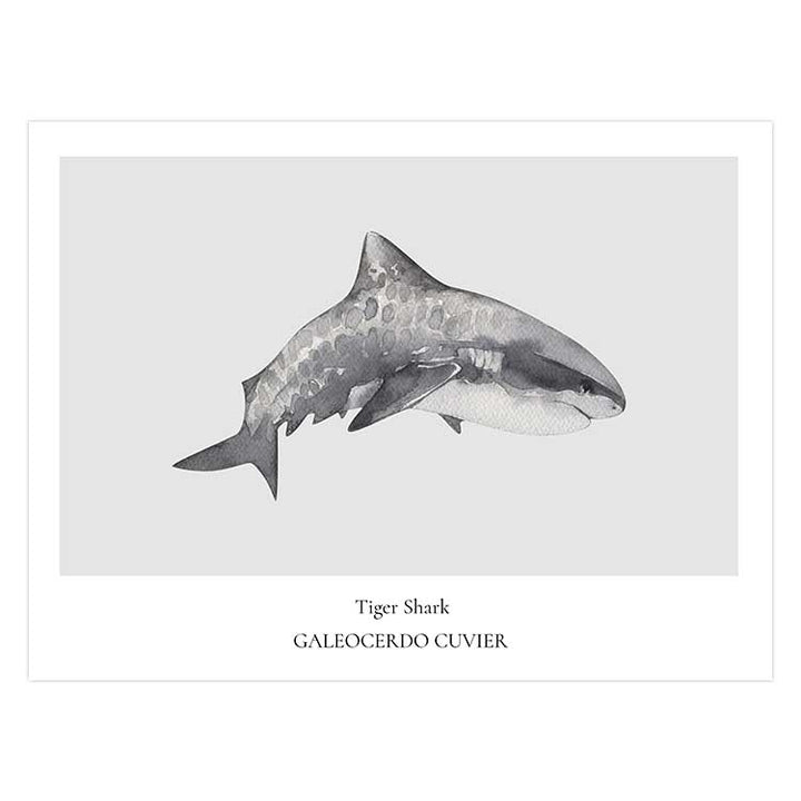 Tiger Shark