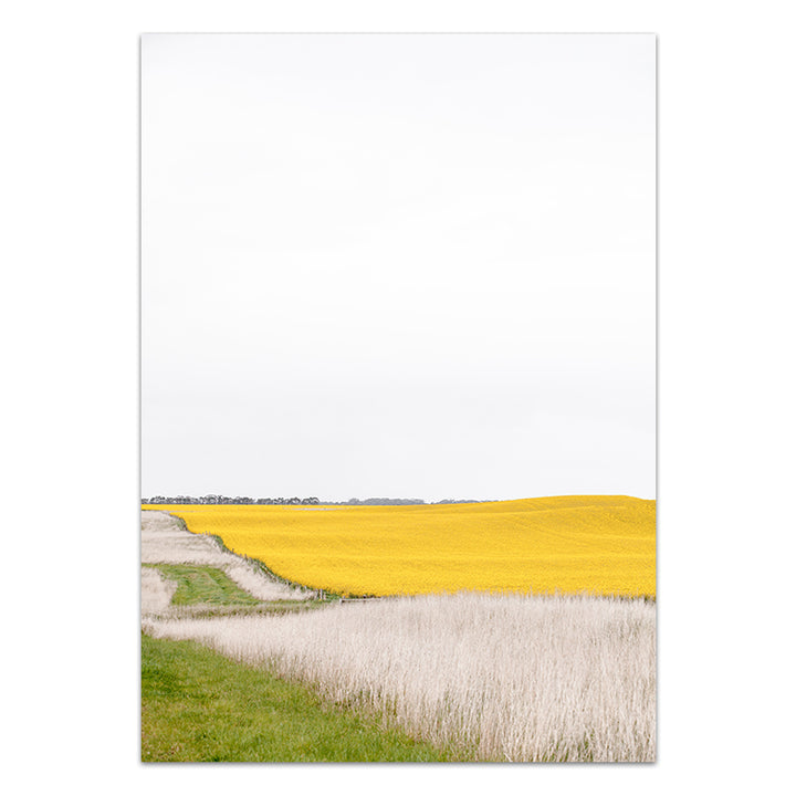 Canola I - Country Victoria