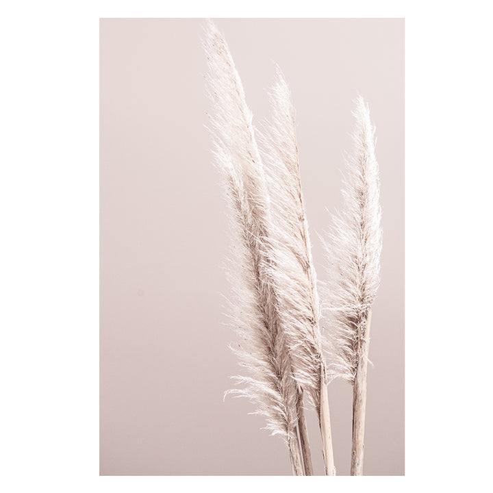 Pampas On Pink