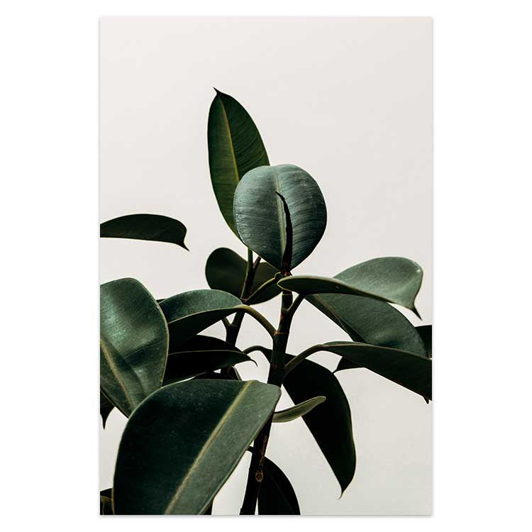 Set of 2 - Rubber Plant & Je T'aime no.2