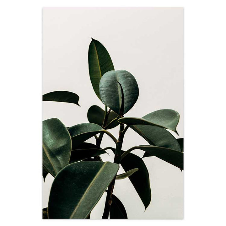 Set of 2 - Rubber Plant & Je T'aime no.2