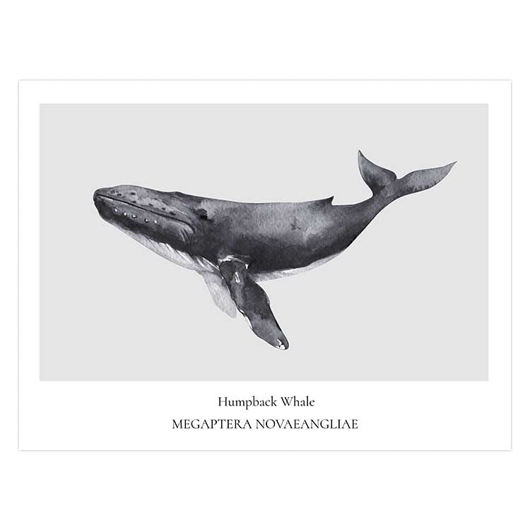 Humpback Whale