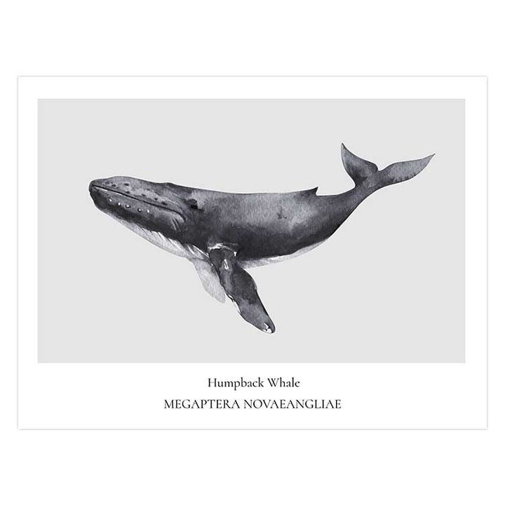 Humpback Whale