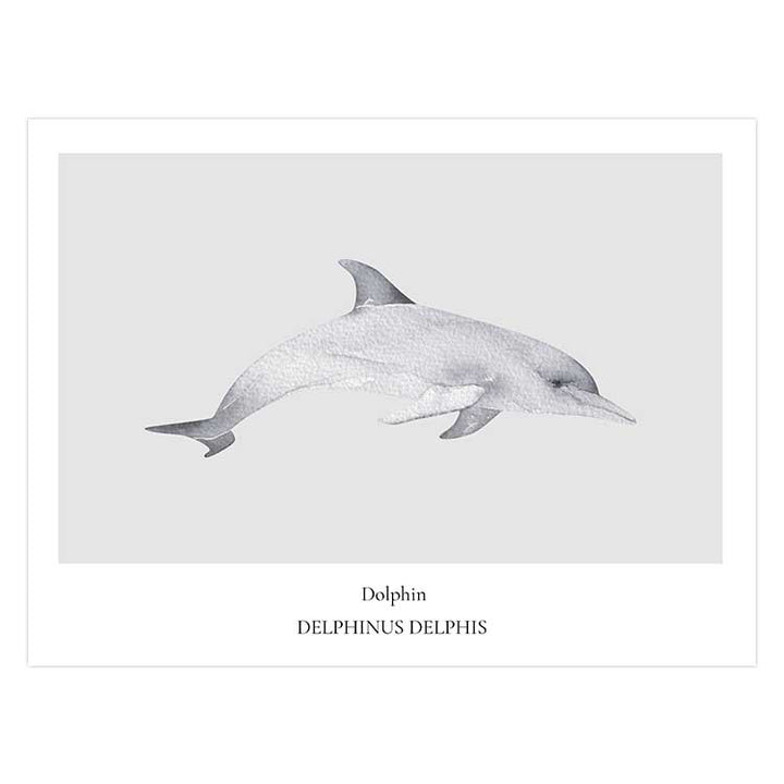 Dolphin