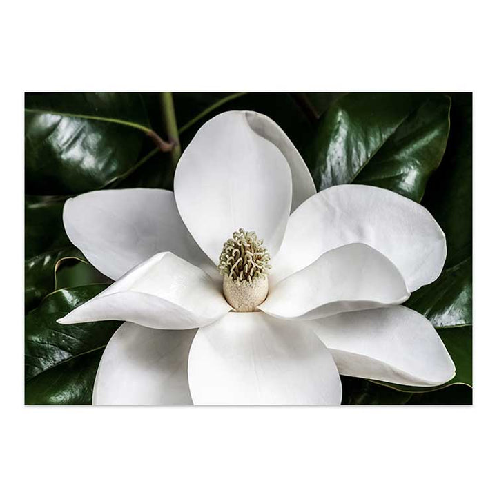 White Magnolia