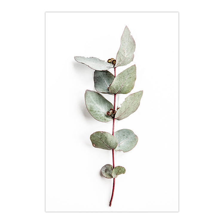 Set of 2 - Icy Pink Eucalyptus no.1 & Eucalyptus Leaves no. 2