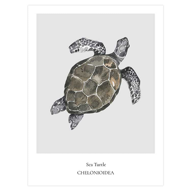Sea Turtle