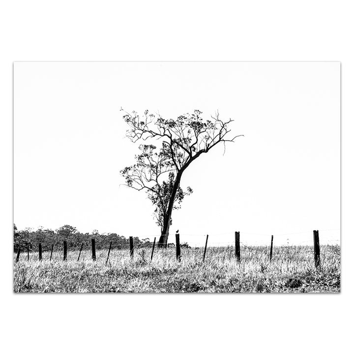 Outback no.2 - Black & White - The Hunter Valley
