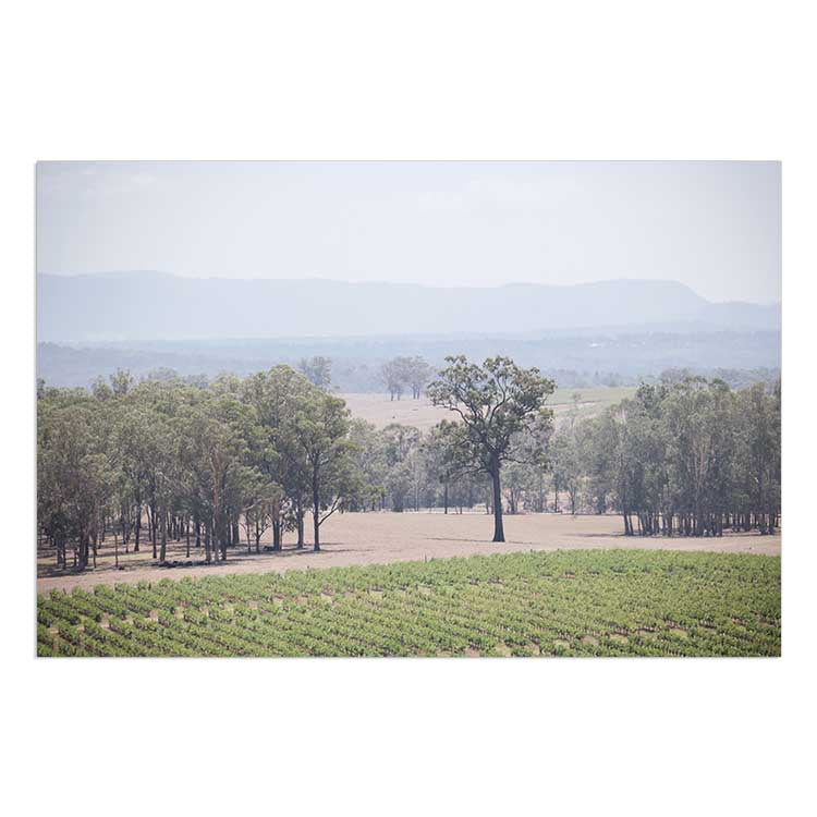 The Hunter Valley Vineyards
