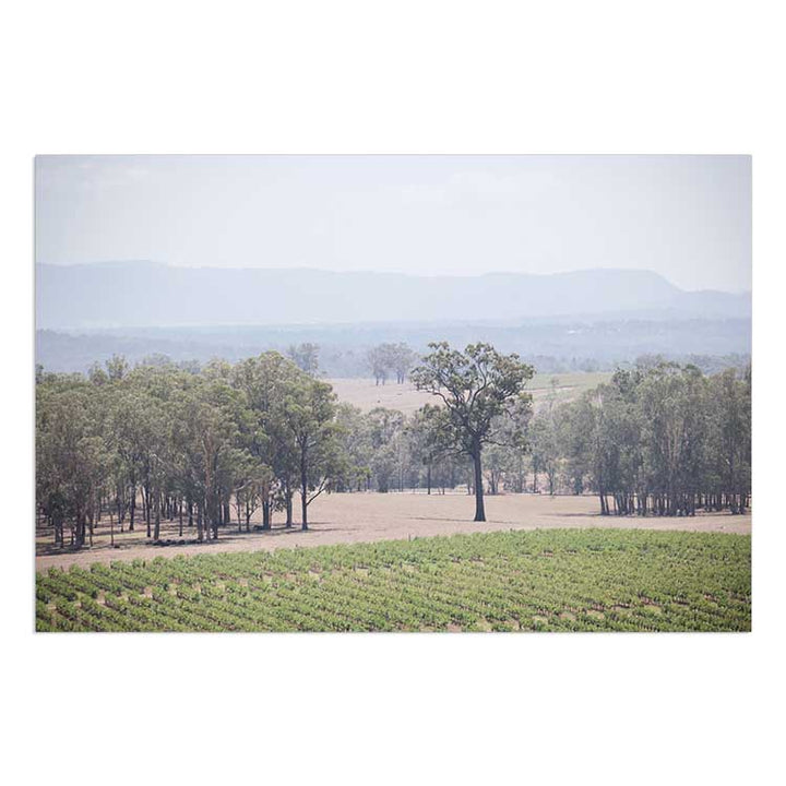 The Hunter Valley Vineyards
