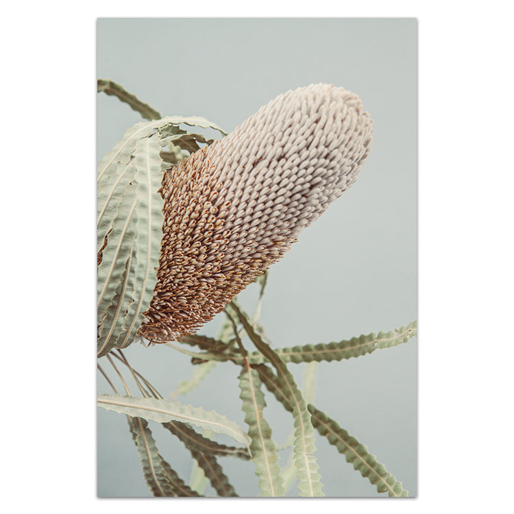 Banksia On Green no.2