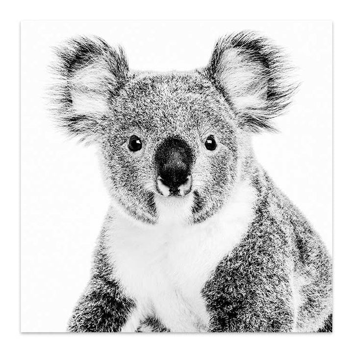Koala - SQUARE