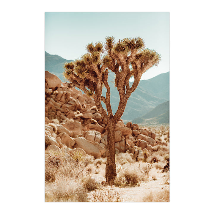 Joshua Tree no.1