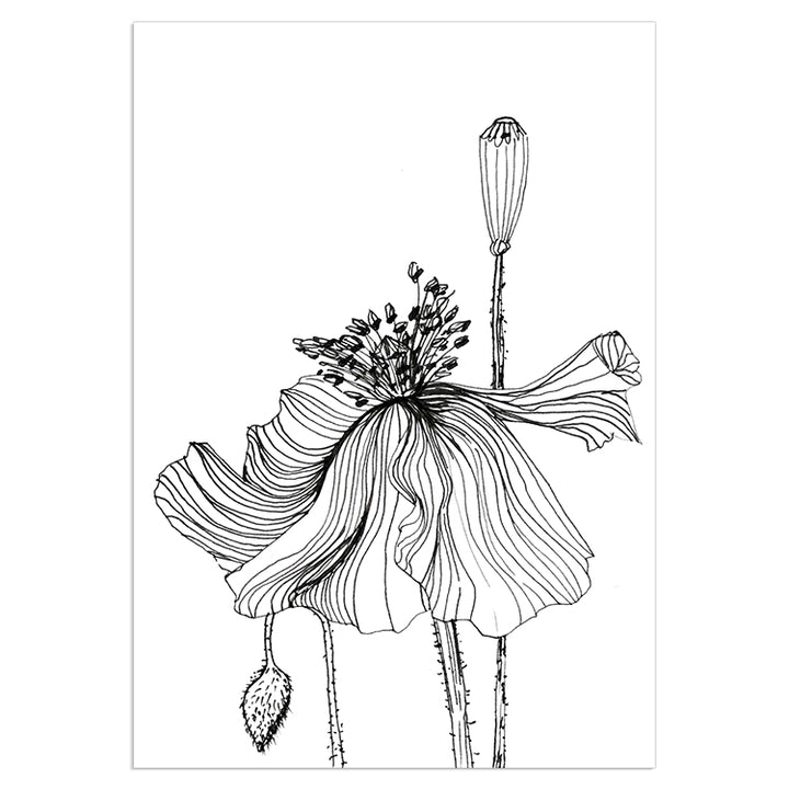 Poppy Sketch