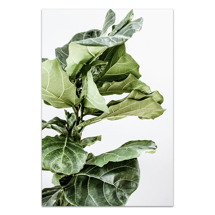 Fiddle Leaf no.1