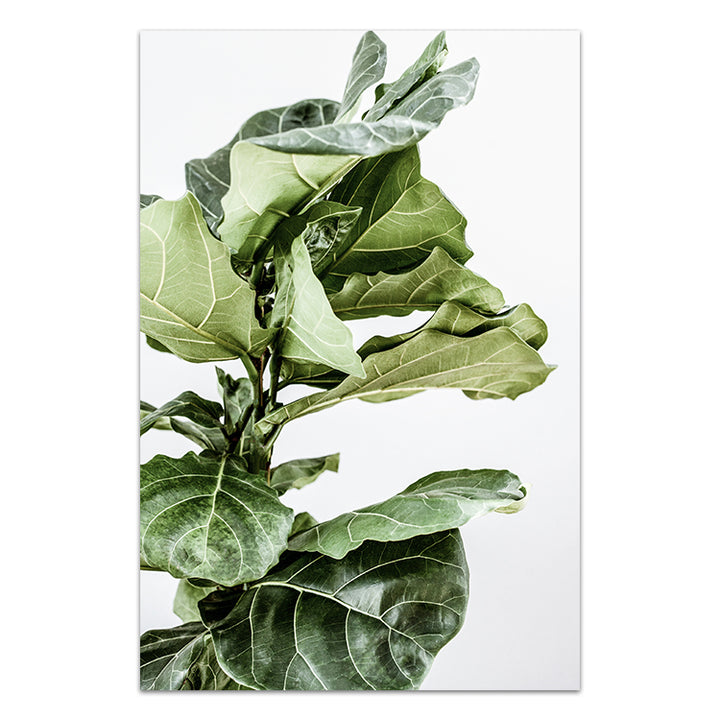 Fiddle Leaf no.1