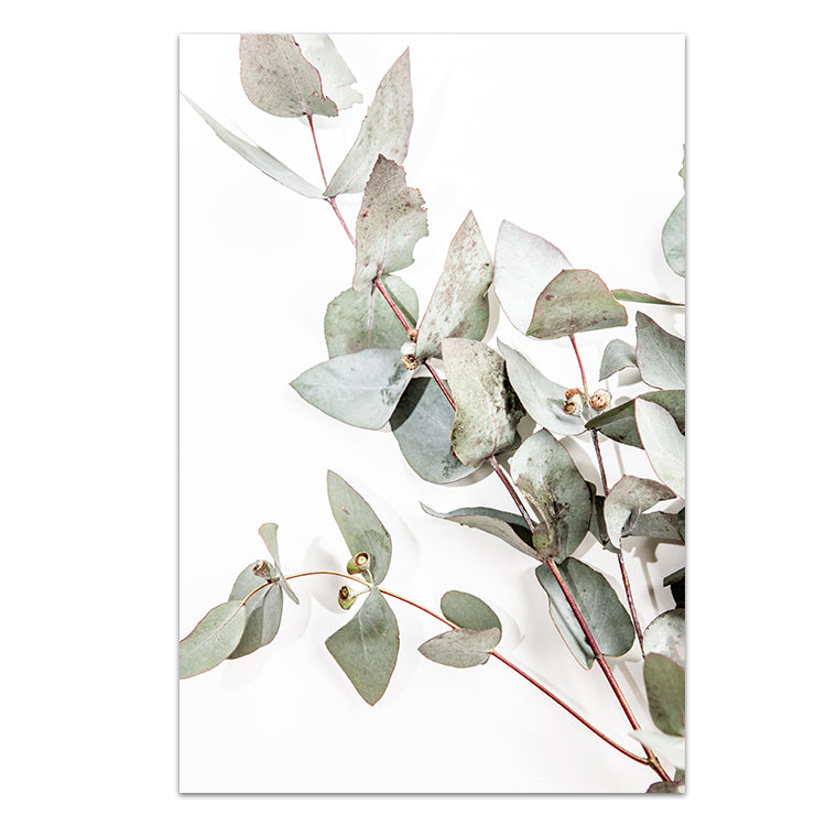 Eucalyptus Leaves no.1