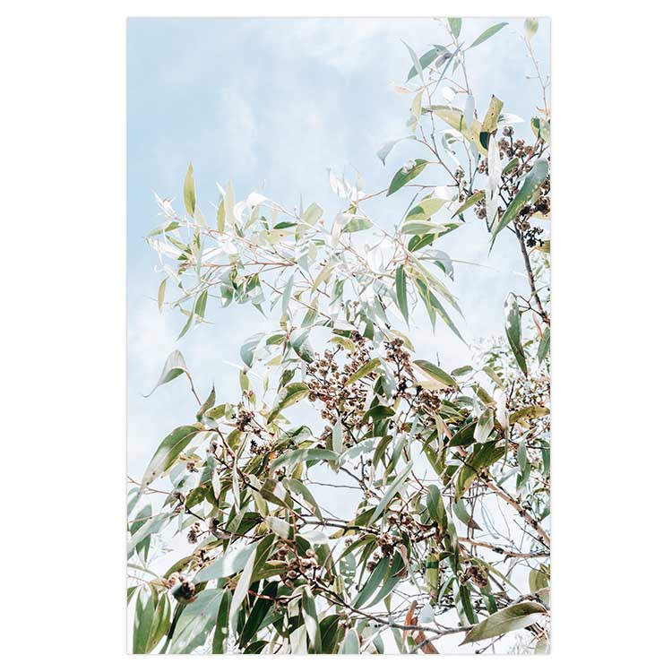 Eucalyptus Tree - Frazer Beach