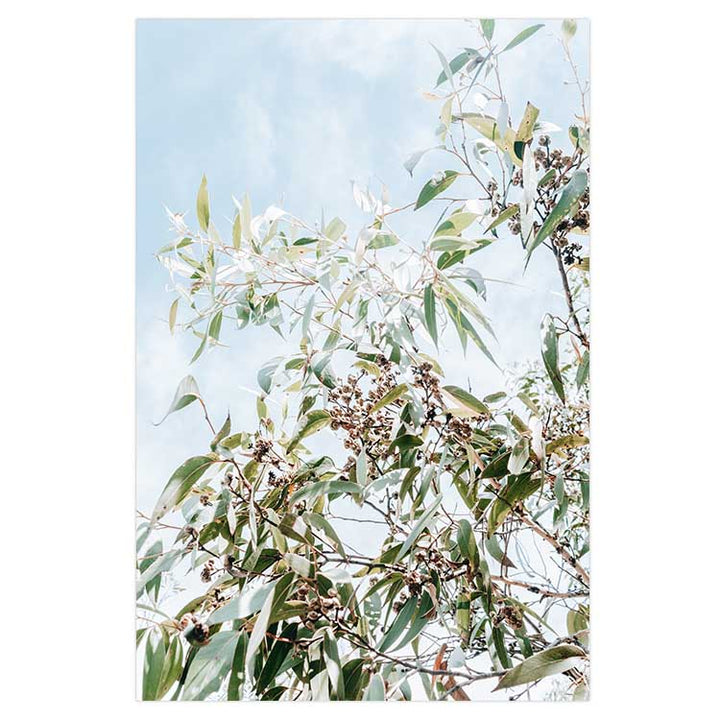 Eucalyptus Tree - Frazer Beach