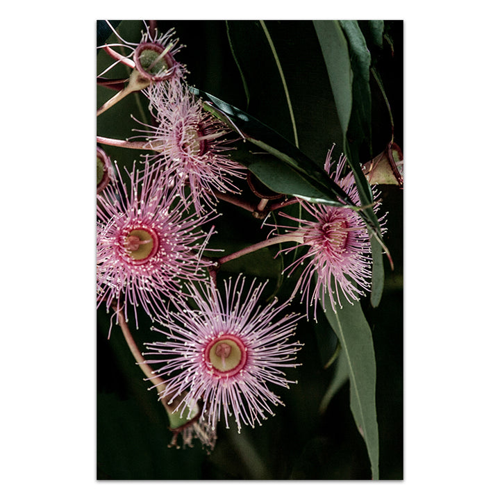 Pink Eucalyptus no.2
