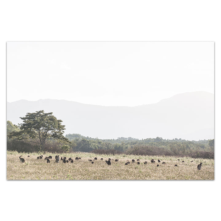 Paddock of Roos - LS - Cairns